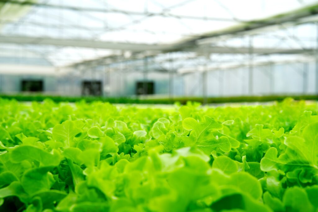 green-oaks-lettuce-in-green-house-hydroponic-farm--e1697792488478.jpg